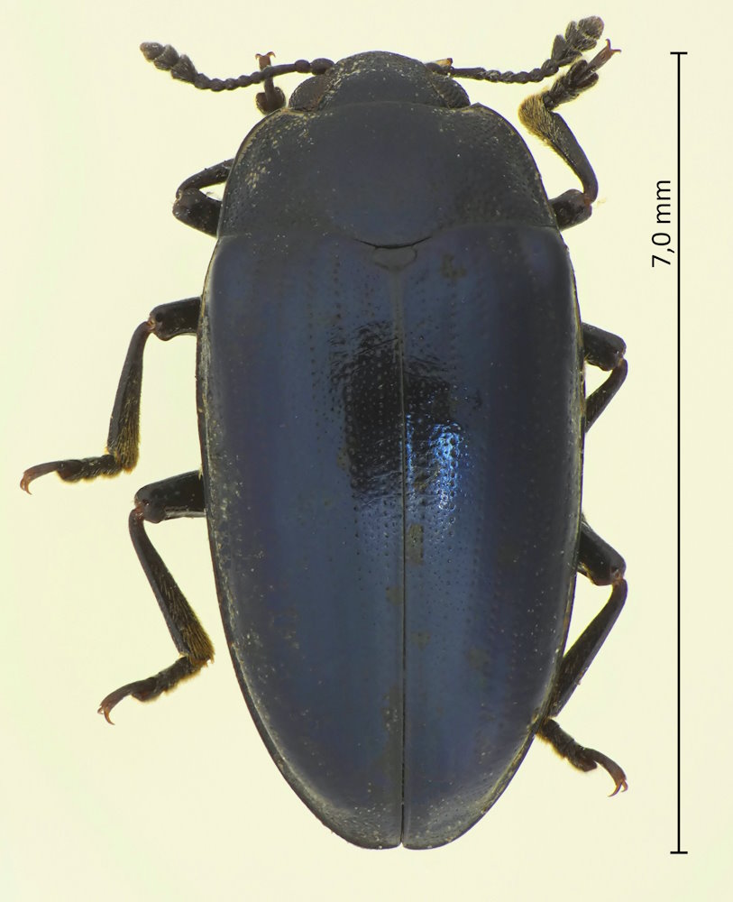 Aulacochilus sibiricus