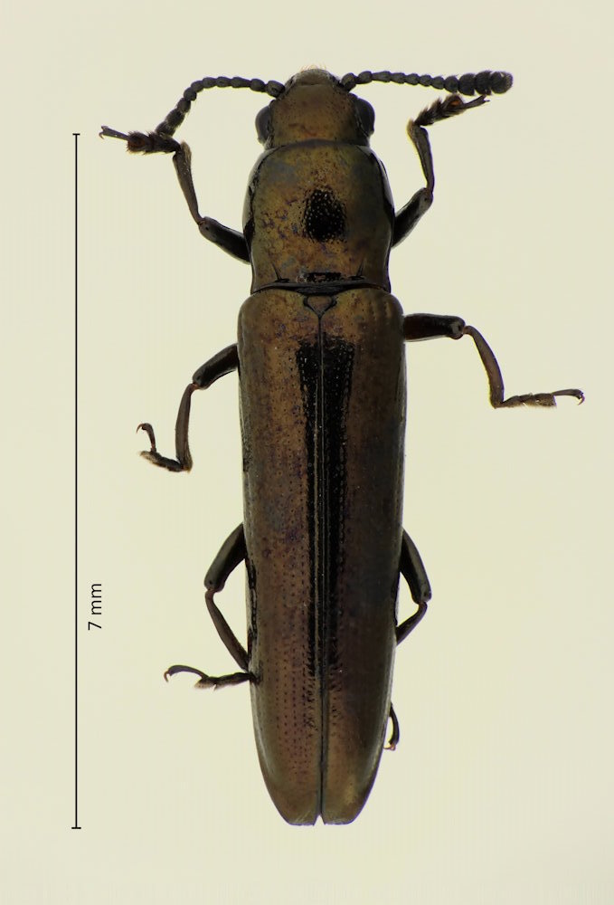 Languriomorpha lewisii
