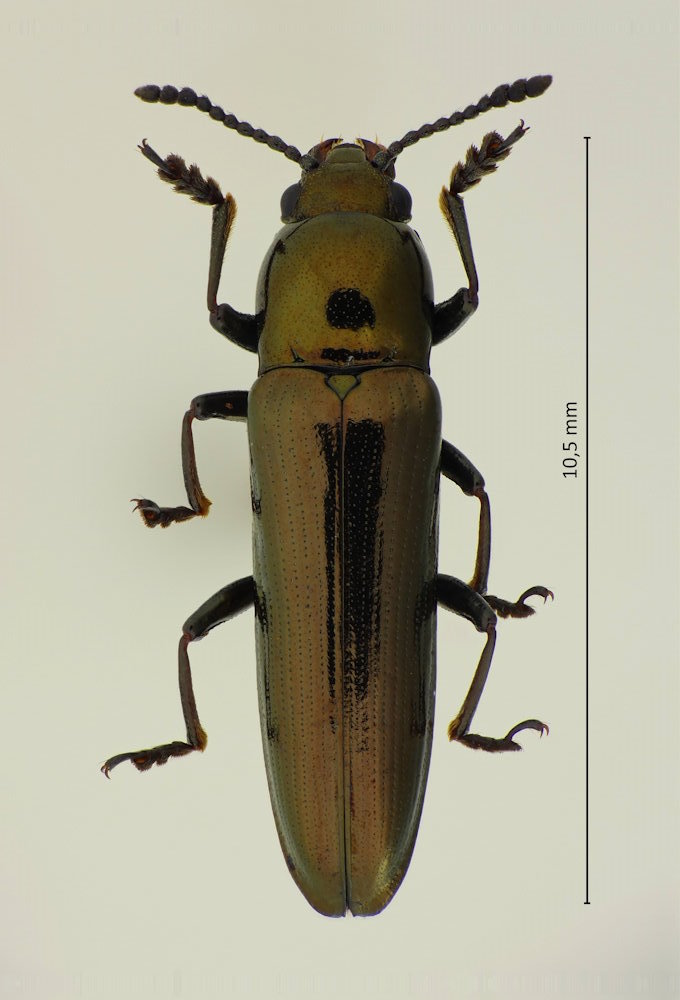 Languriomorpha nigritarsis