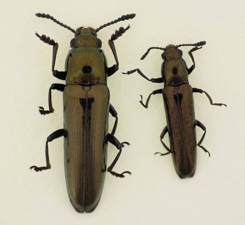 Languriomorpha nigritarsis und Languriomorpha lewisii