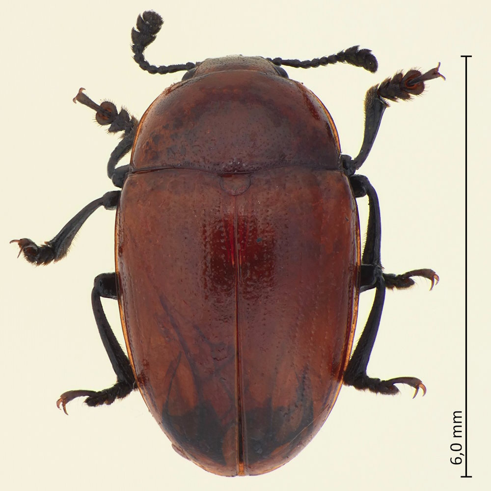 Neotriplax lewisii