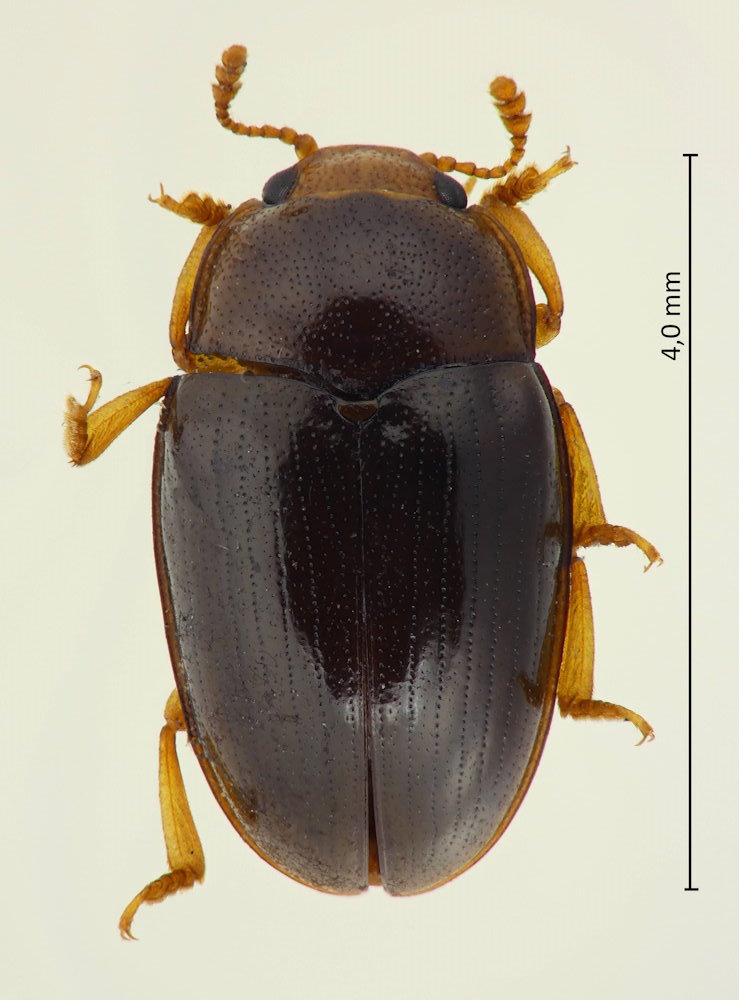 Triplax canalicollis