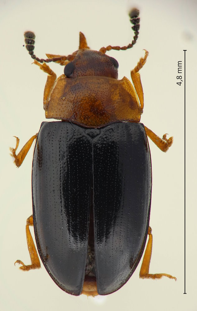 Triplax japonica