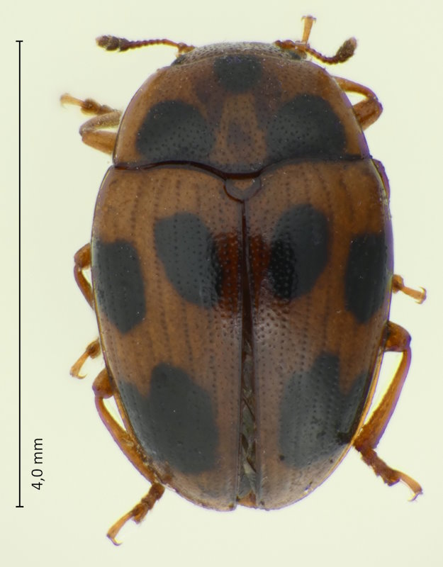 Tritoma asahinai