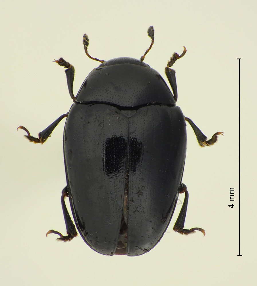 Tritoma niponensis