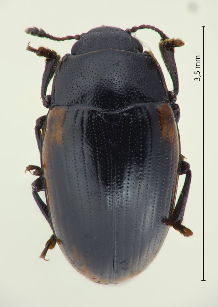Tritoma pallidicincta