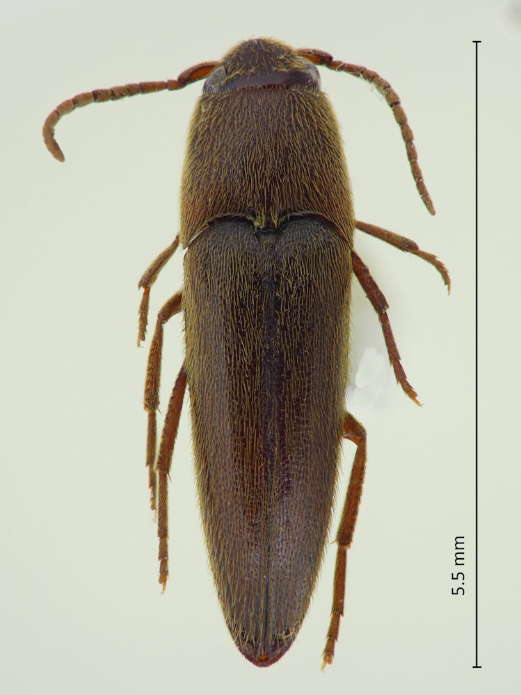 Fornax nipponicus