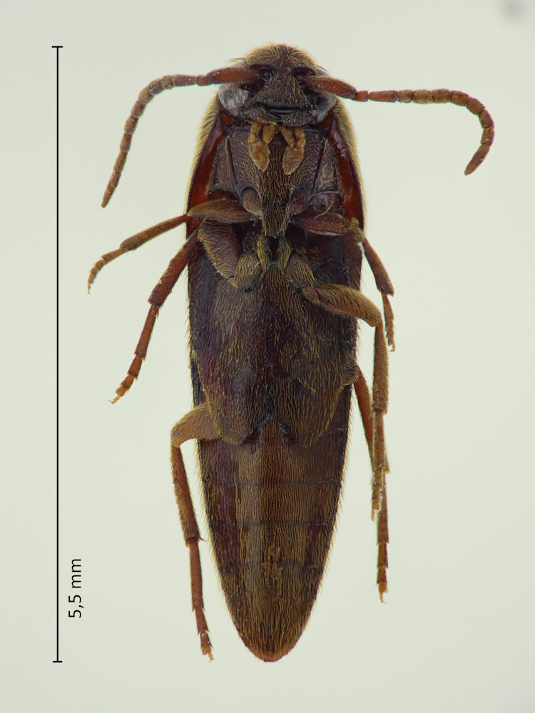 Fornax nipponicus