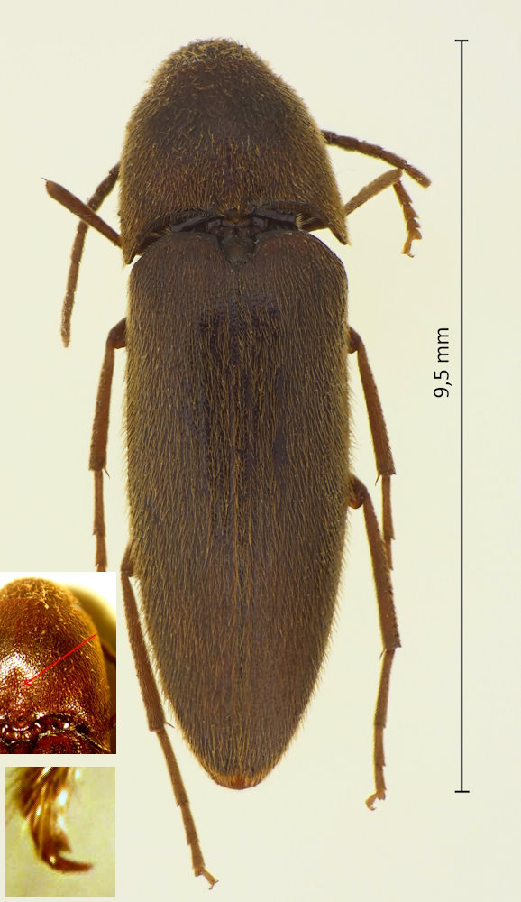 Fornax victor