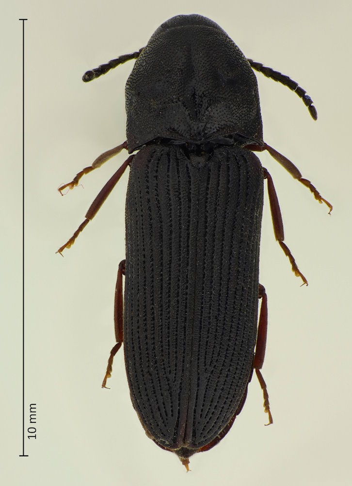 Hylochares harmandi