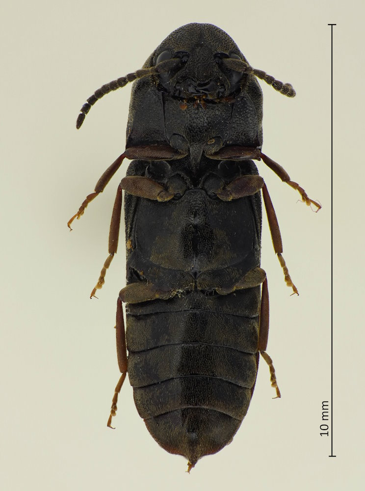 Hylochares harmandi