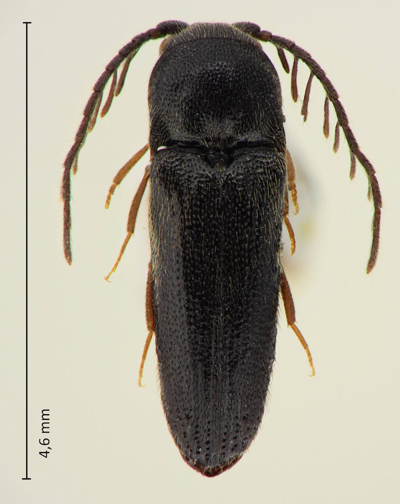 Microrhagus ramosus