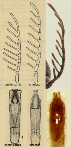 Microrhagus ramosus