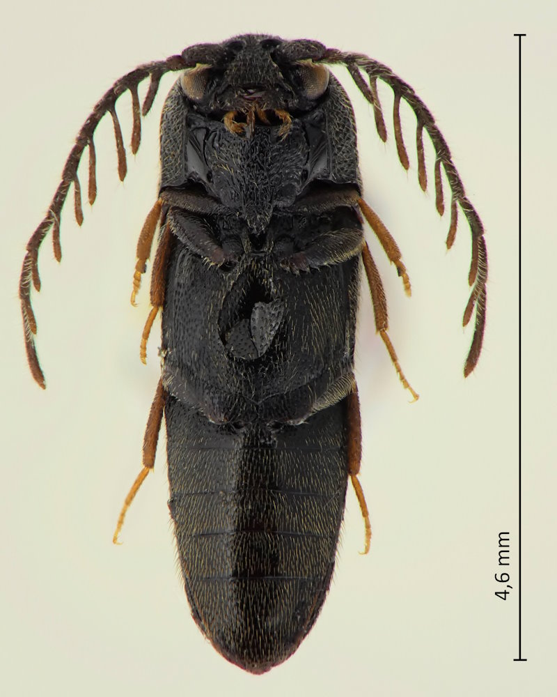 Microrhagus ramosus