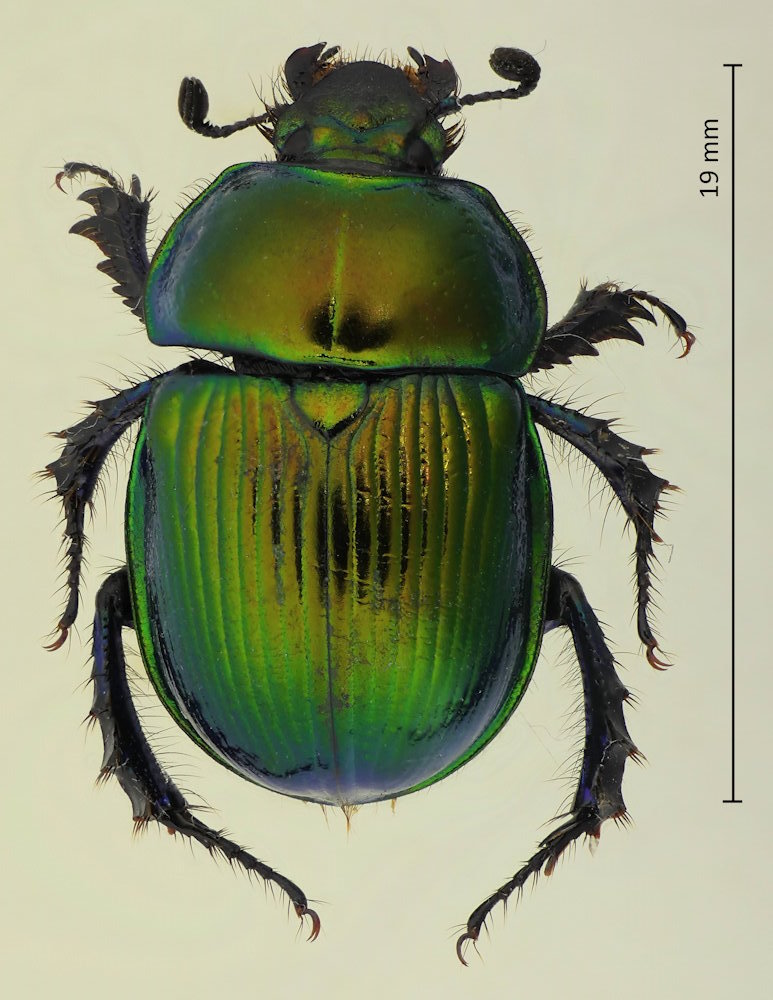 Phelotrupes auratus
