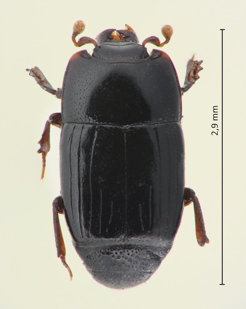 Platysoma rasile