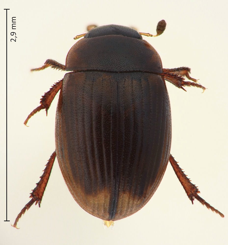 Cercyon aptus
