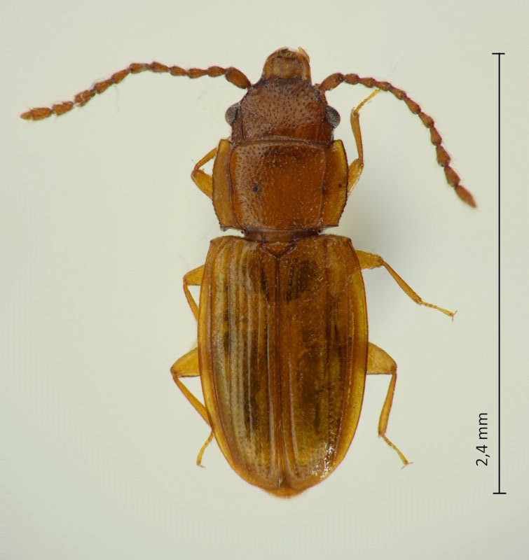 Notolaemus lewisi