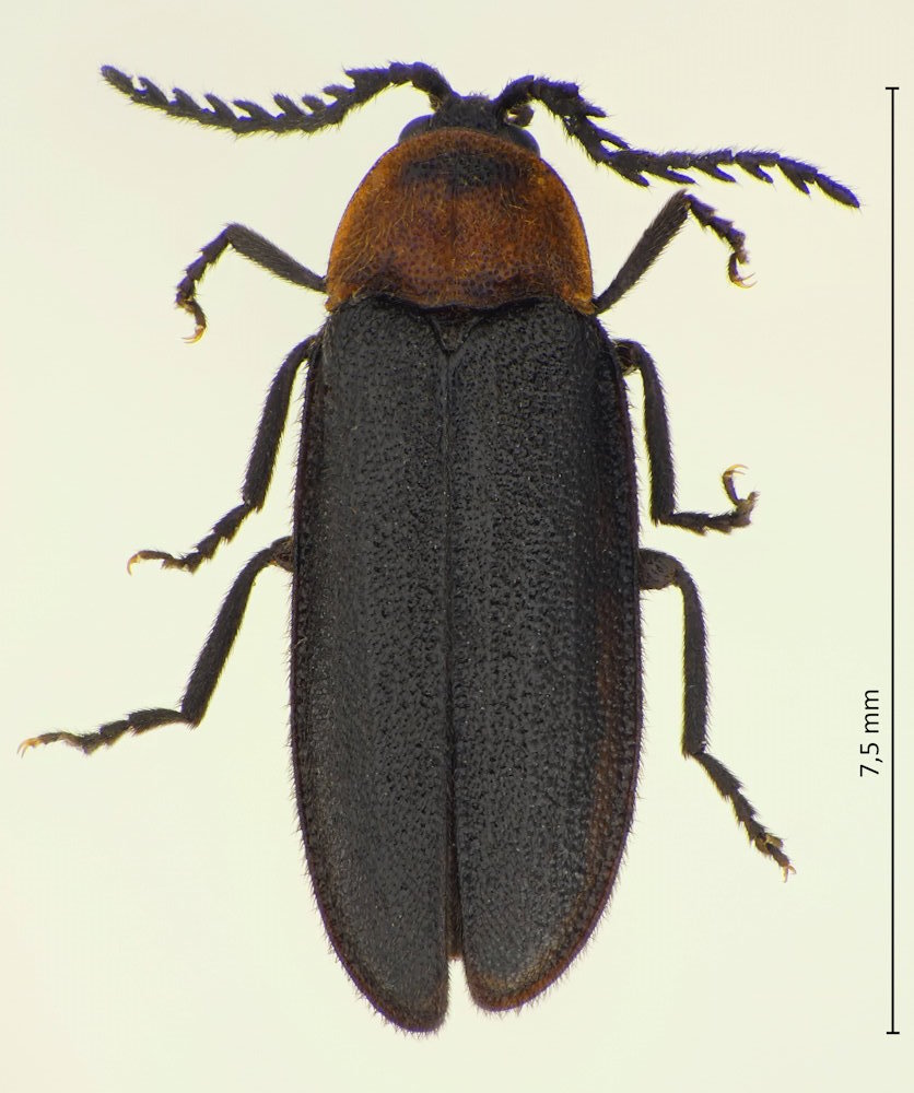 Cyphonocerus ruficollis