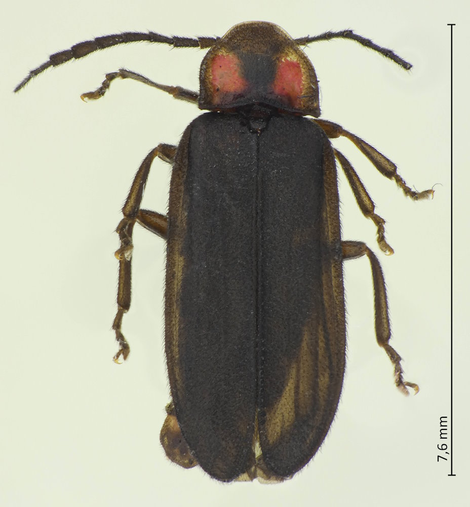 Lucidina biplagiata