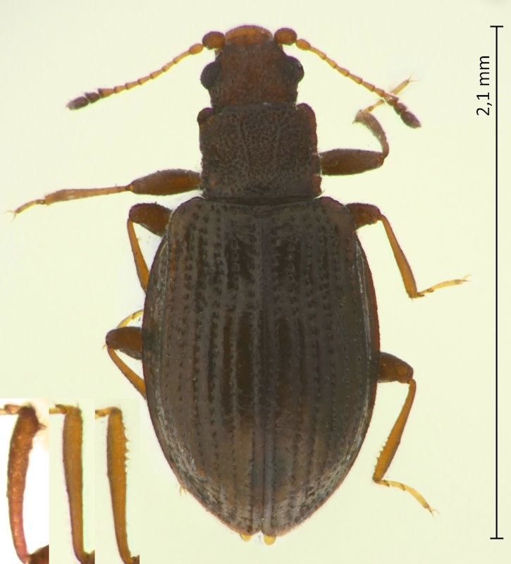Stephostethus chinensis