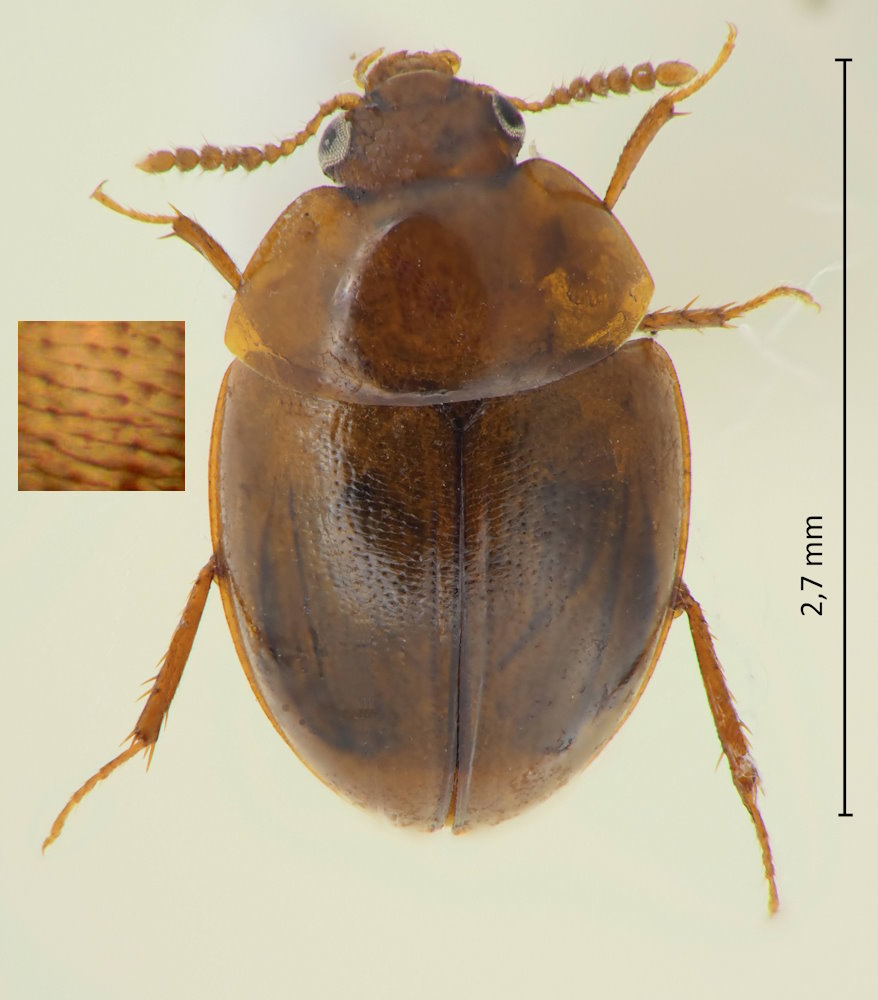 Pseudcolenis grandis