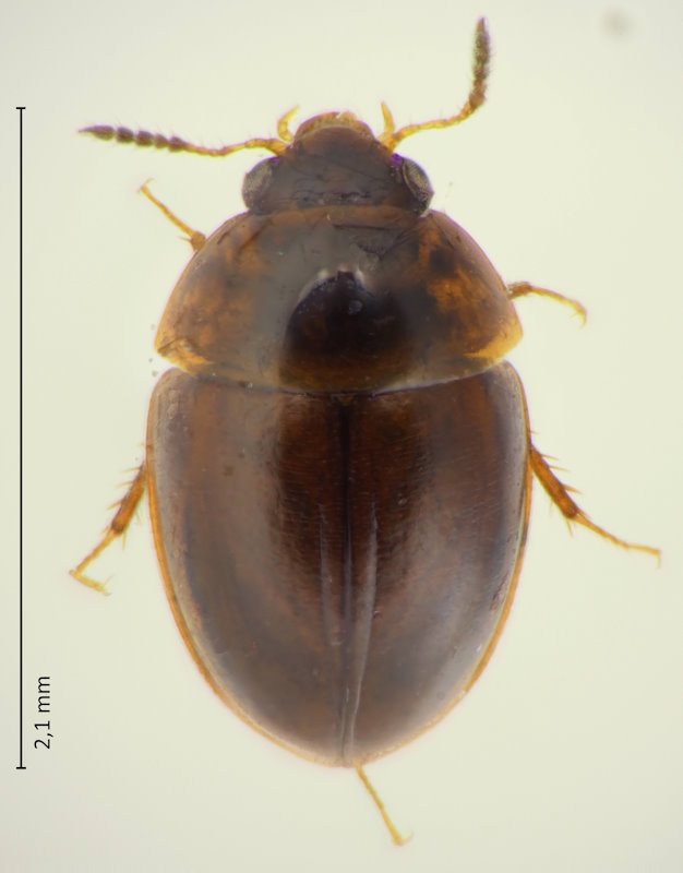 Pseudcolenis hilleri