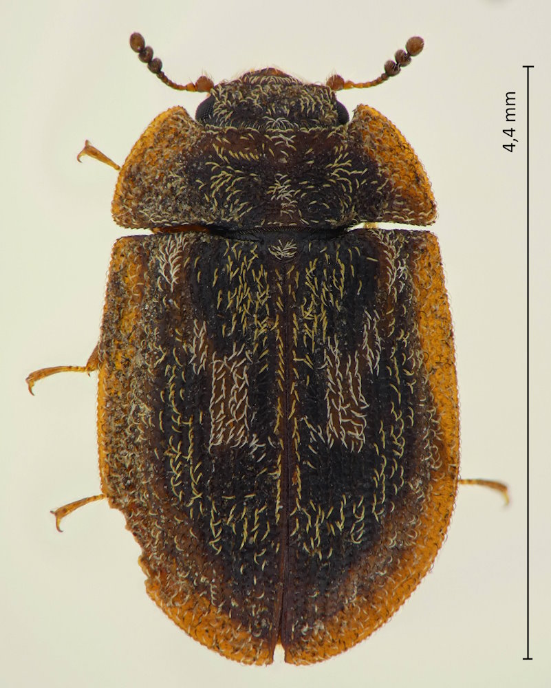 Ancyrona haroldi