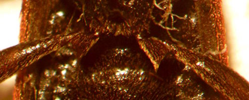 Benibotarus spinicoxis