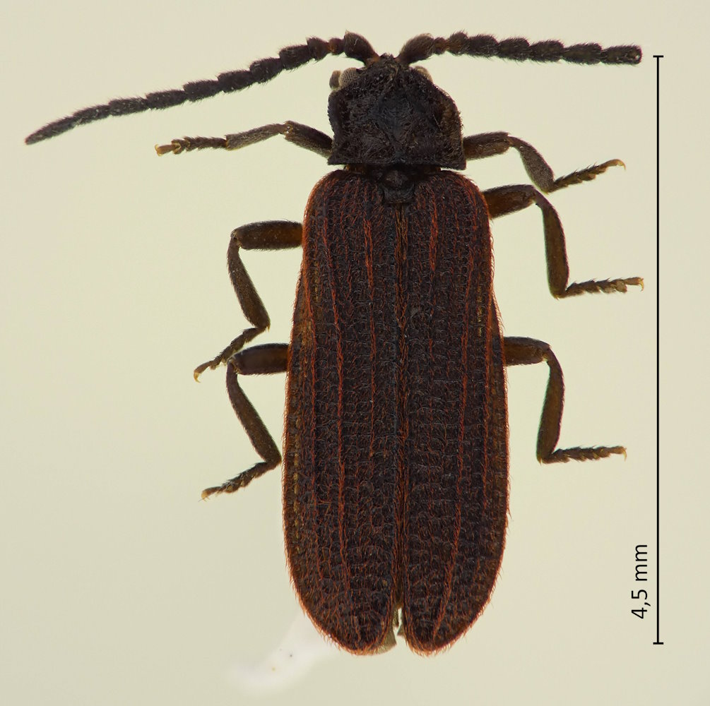 Benibotarus spinicoxis