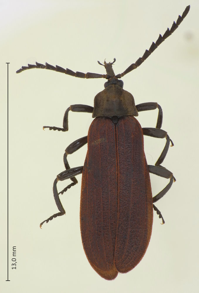 Lycostomus modestus