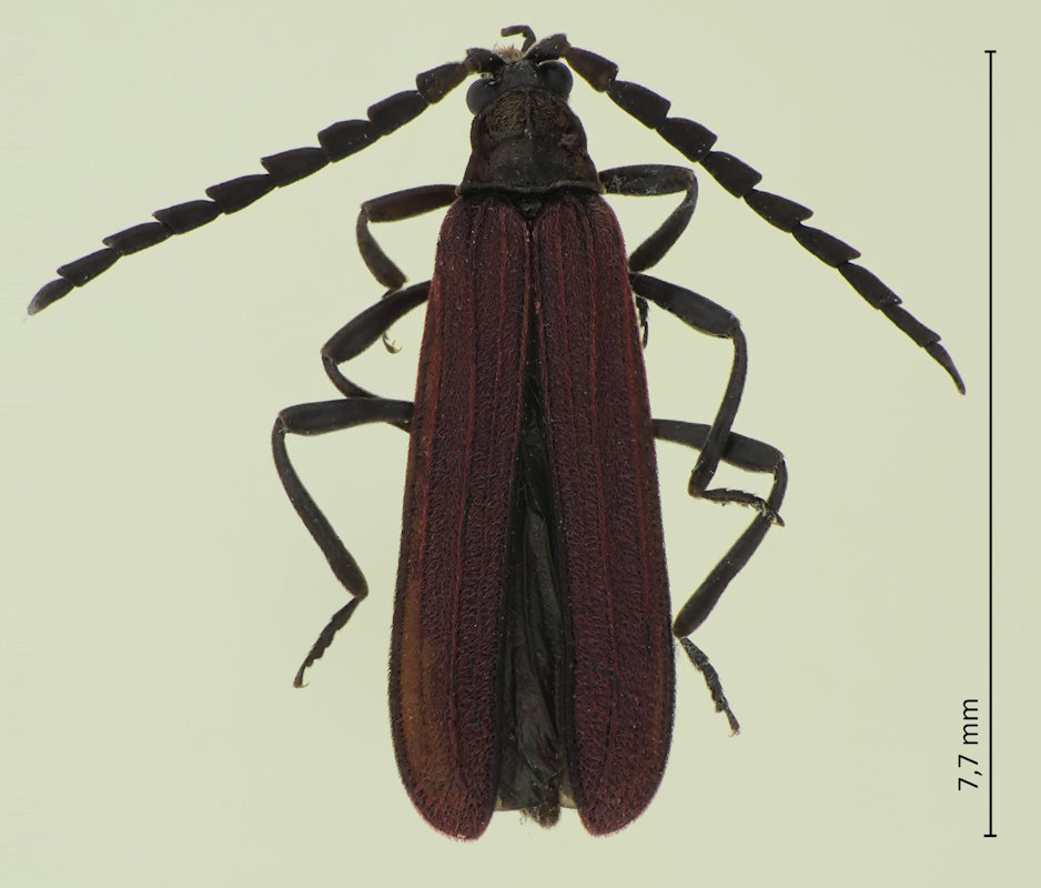Mesolycus atrorufus