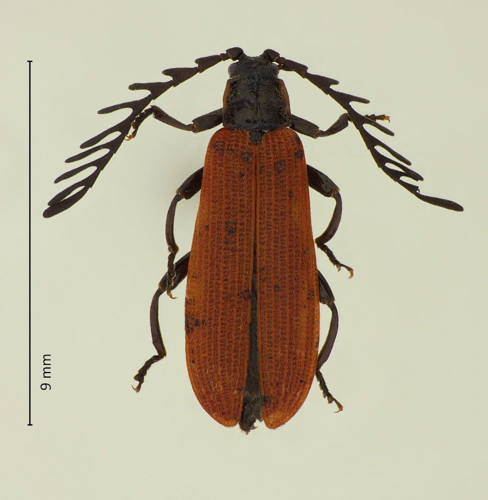 Ponyalis quadricollis