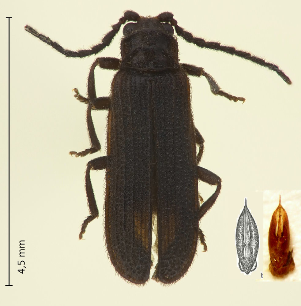Pseudaplatopterus nothus