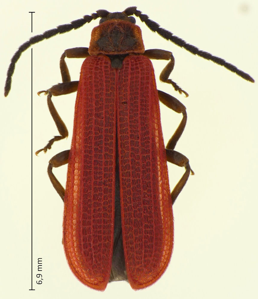 Punicealis medvedevi