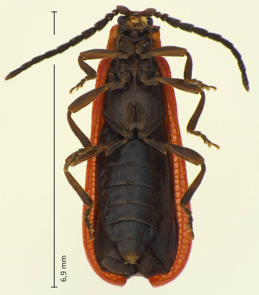 Punicealis medvedevi
