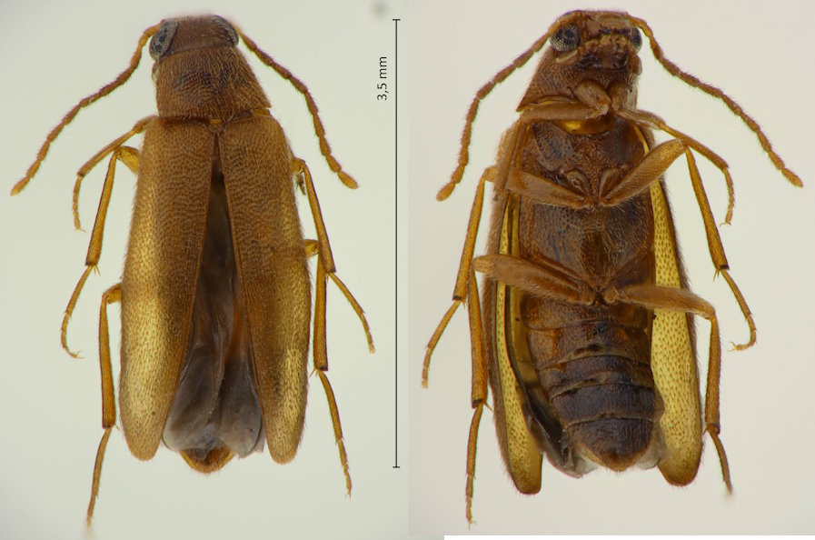 Melandryidae sp.