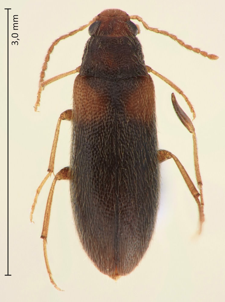 Microtonus dimidiatus