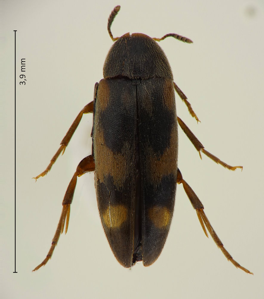Orchesia diversenotata