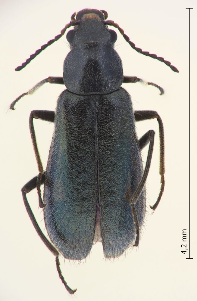 Attalus elongatulus