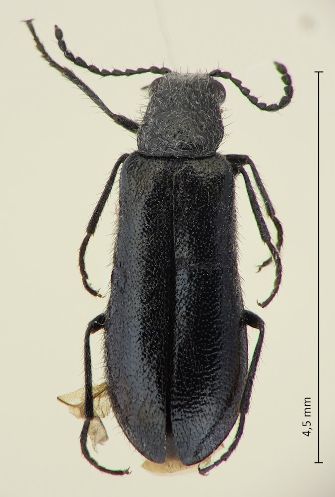 Dasytes vulgaris