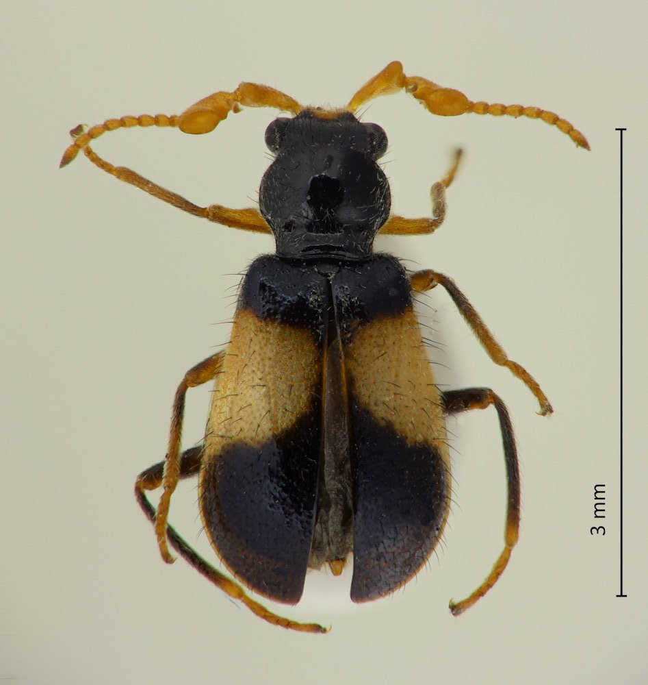 Intybia histrio