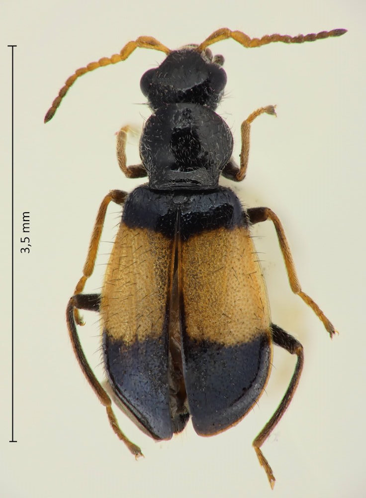 Intybia histrio