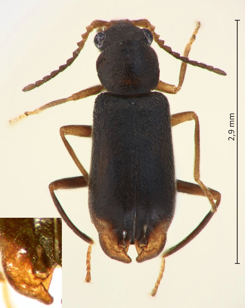 Kuatunia chujoi