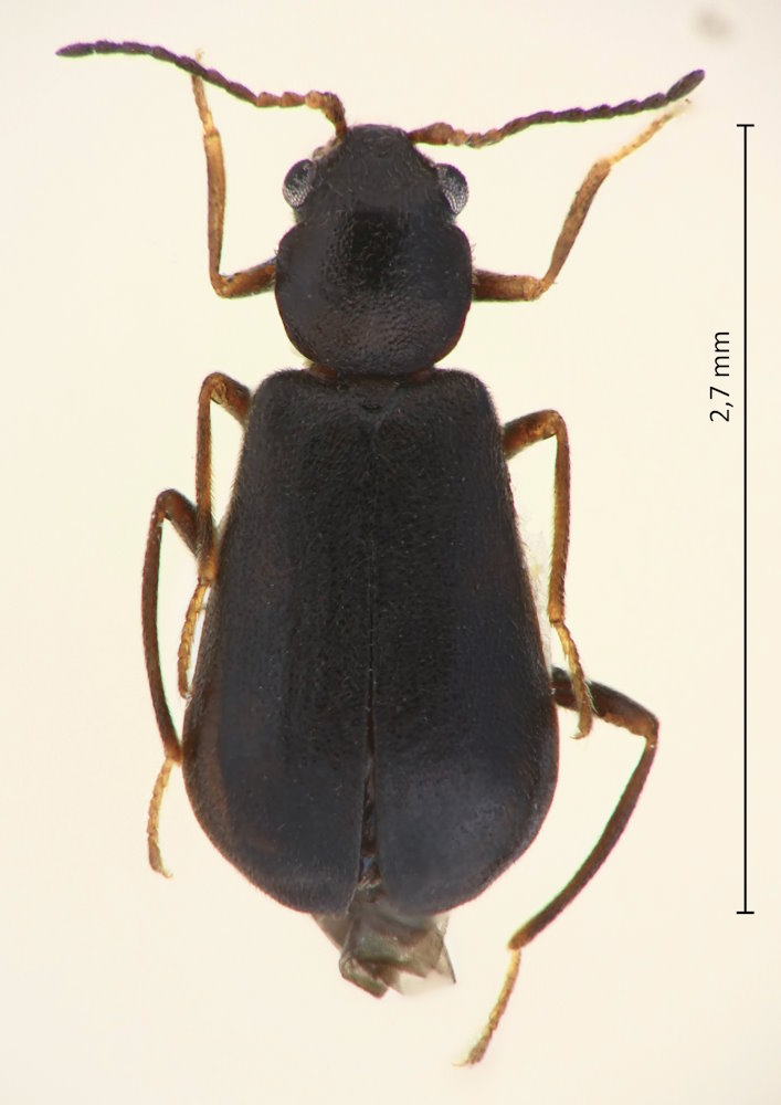 Kuatunia chujoi