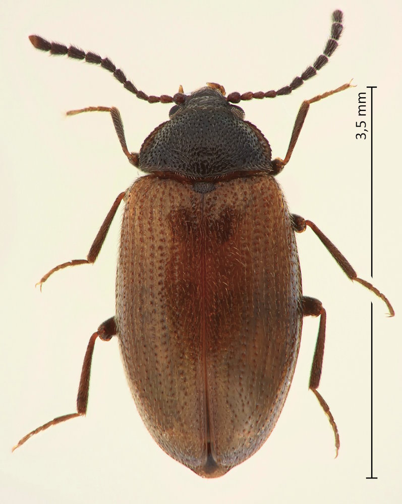 Eulagius reitteri