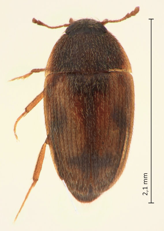 Litargus lewisi