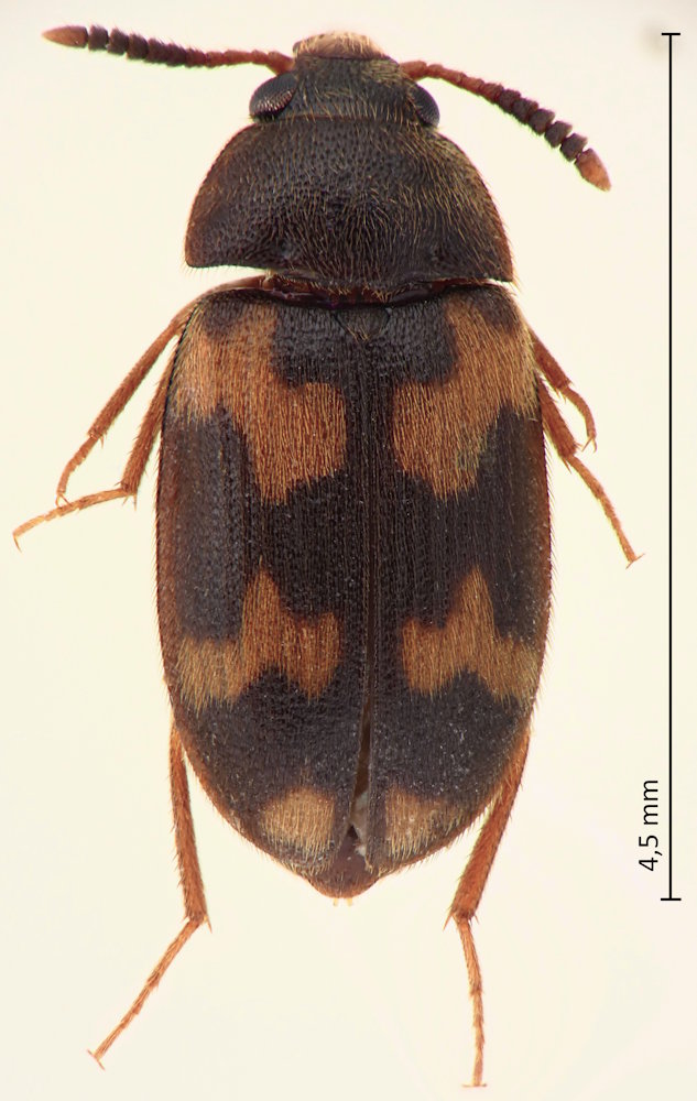 Mycetophagus antennatus
