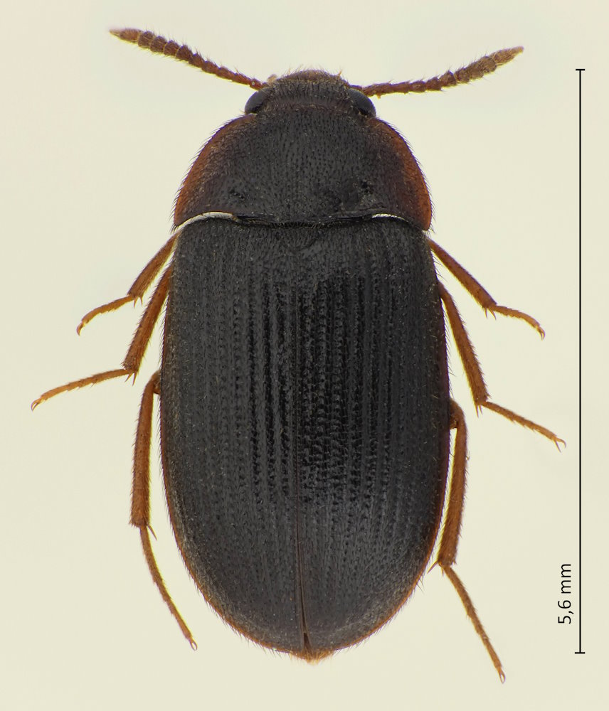Mycetophagus ater