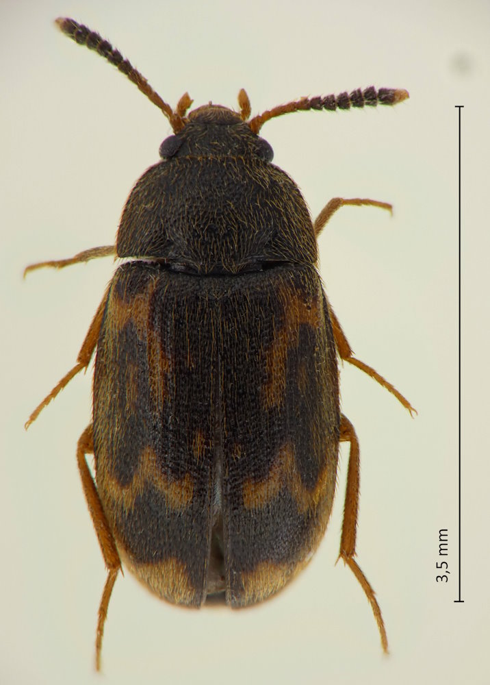 Mycetophagus pustulosus